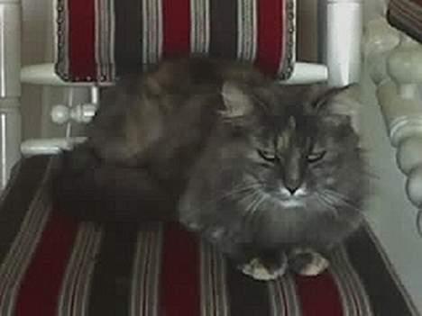 Norsk Skovkat Zimba  - Zimba i hendes yndlings stol. ( taget med mobil, derfor det er så sløret ) billede 17