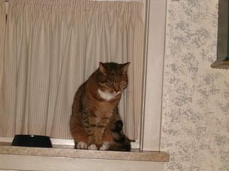 Huskat Tikki - Her er jeg i min vinduskam billede 1