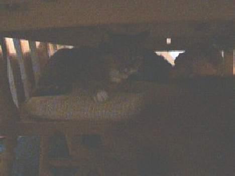 Huskat Tikki - "den lille havlp tror han er sååå stor, så for han en over snuden" billede 2