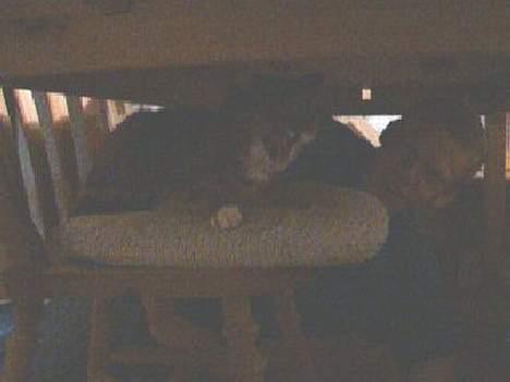 Huskat Tikki - Tikki sette lige Bjørn på plads... det plejer ikke hjælp så meget men vi skæller ham også ud. billede 3