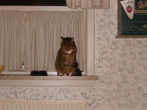 Huskat Tikki - og her er hun så igen der vor hendes mad negang stod men det kan det ikke mere for Bjørn spiser det. billede 4