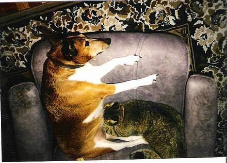 Huskat Tikki - Tikki liger og malker ved Sussi. Sussi og Tikki var rigtig galde for henden ( sussi død i år 2002) billede 6