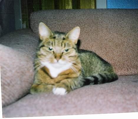 Huskat Tikki - Her Tikki der liger og putter i vores gamle sofa billede 7