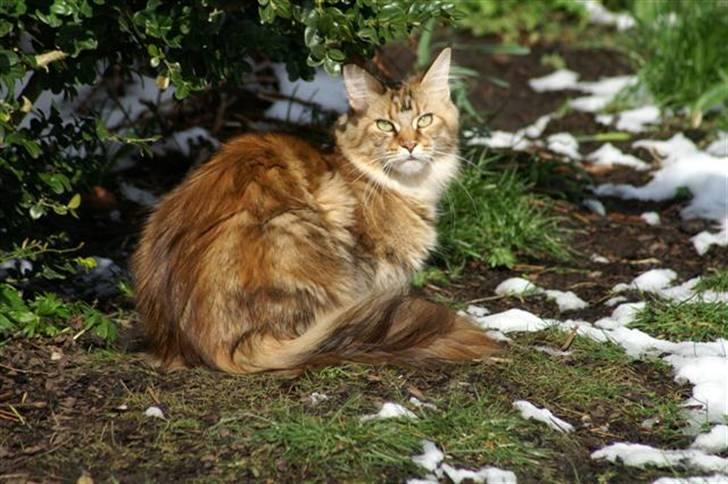 Maine Coon Sahara Silvi-Cola - Sahara i haven 23-03-08 billede 1