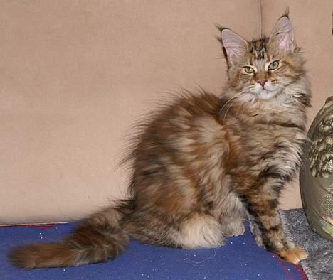 Maine Coon Sahara Silvi-Cola billede 2