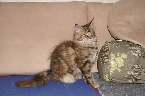 Maine Coon Sahara Silvi-Cola billede 3