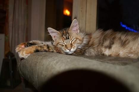 Maine Coon Sahara Silvi-Cola billede 4