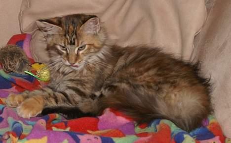 Maine Coon Sahara Silvi-Cola billede 5
