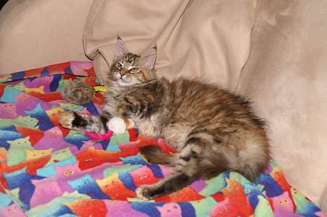 Maine Coon Sahara Silvi-Cola billede 6