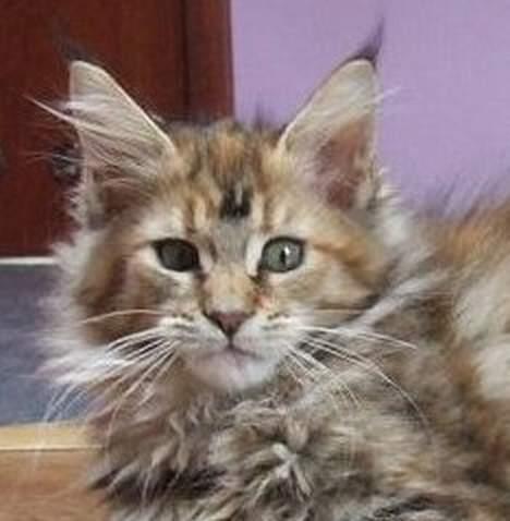Maine Coon Sahara Silvi-Cola billede 7