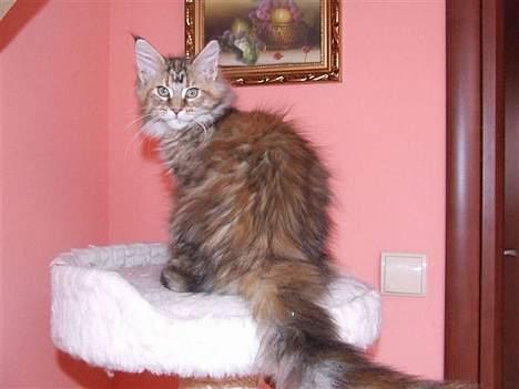 Maine Coon Sahara Silvi-Cola billede 8