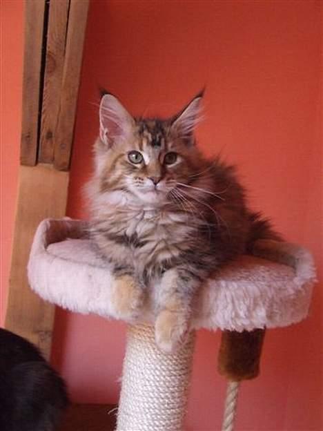 Maine Coon Sahara Silvi-Cola billede 9