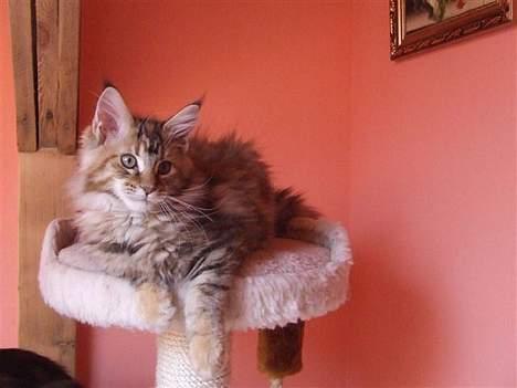 Maine Coon Sahara Silvi-Cola billede 10