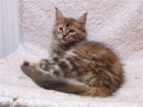 Maine Coon Sahara Silvi-Cola billede 11