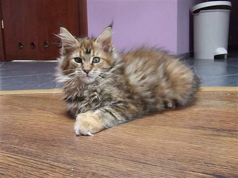 Maine Coon Sahara Silvi-Cola billede 12