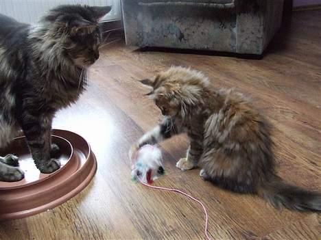Maine Coon Sahara Silvi-Cola billede 13