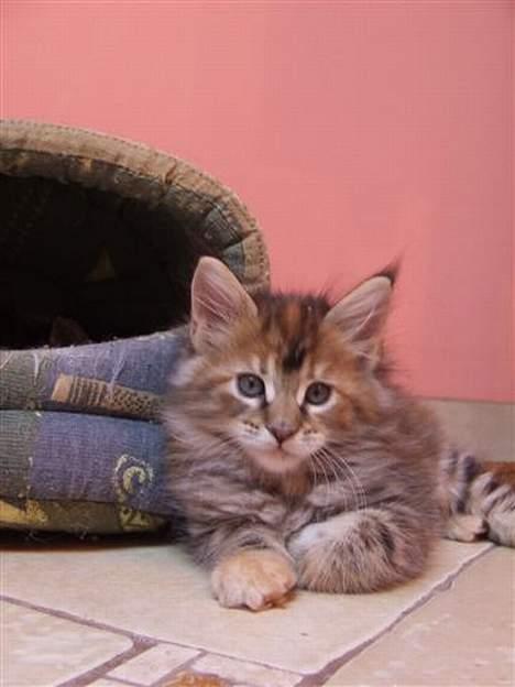 Maine Coon Sahara Silvi-Cola billede 14