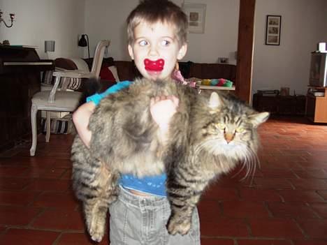 Blanding af racer Signe - Signe finder sig i det hele... verdens tålmodigste kat :D  Det gør hende også til verdens mest populære, og der falder nus og kæl og godbidder af ekstra.... billede 7