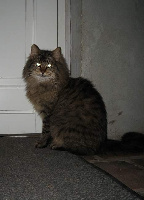 Blanding af racer Signe - Sådan gør Signe når hun vil ud.... helt diskret, sætter sig foran døren.. og venter! NEJ. Som regel kradser hun i dørene til vi åbner eller der ikke er mere tilbage af døren. billede 9