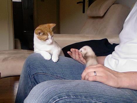 Huskat Whisky - kigger på den nye fritte unge. den er sød billede 17