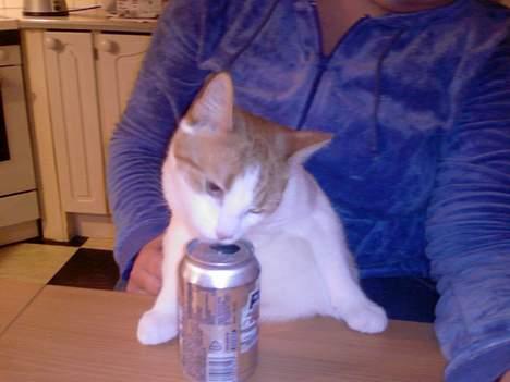 Huskat Whisky - man skal drikke light, må ikke blive tykker billede 18