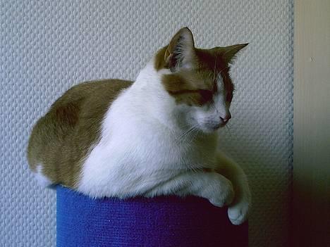 Huskat Whisky - jeg har lige fået ny trone ( kattetræ) billede 20