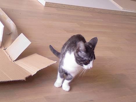 Huskat Lilo - skræmt af en papkasse billede 15