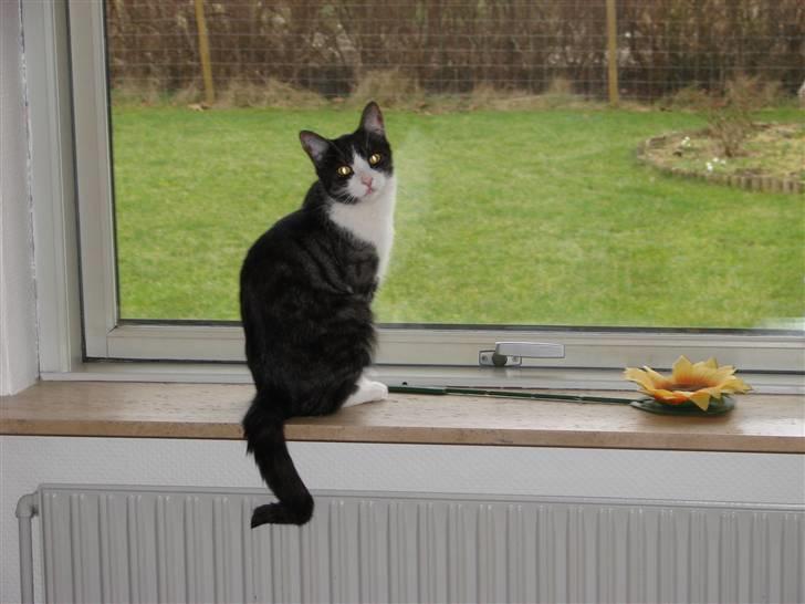 Huskat Lilo billede 16