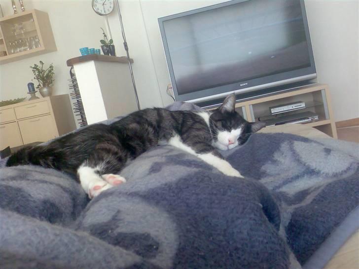 Huskat Lilo billede 17