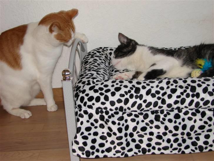 Huskat Lilo billede 18