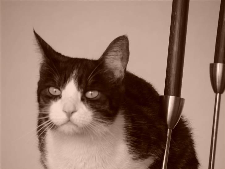 Huskat Lilo billede 19