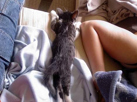 Huskat Lilo - første uge vi havde hende. ligger og holder øje med Whisky billede 20