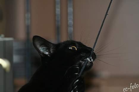 Blanding af racer Blackie - *NYT* har den næsten. billede 20