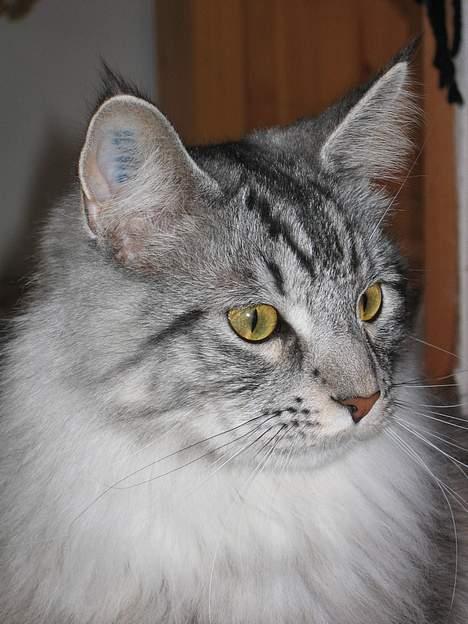 Maine Coon Timon billede 11