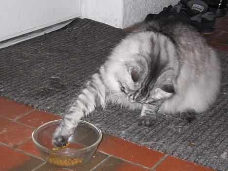 Maine Coon Timon - Timon fanger tørfoder :-) billede 12