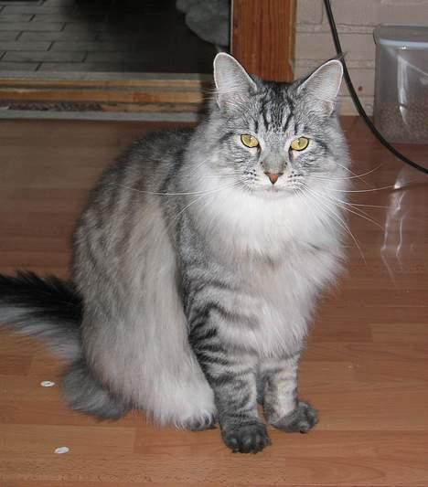Maine Coon Timon billede 13