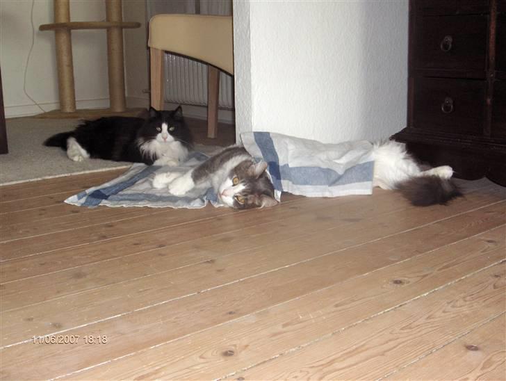 Norsk Skovkat Basil - Basil og Gonzo har det meget varmt en juni dag i 2007. De ligger med frosne viskestykker billede 10