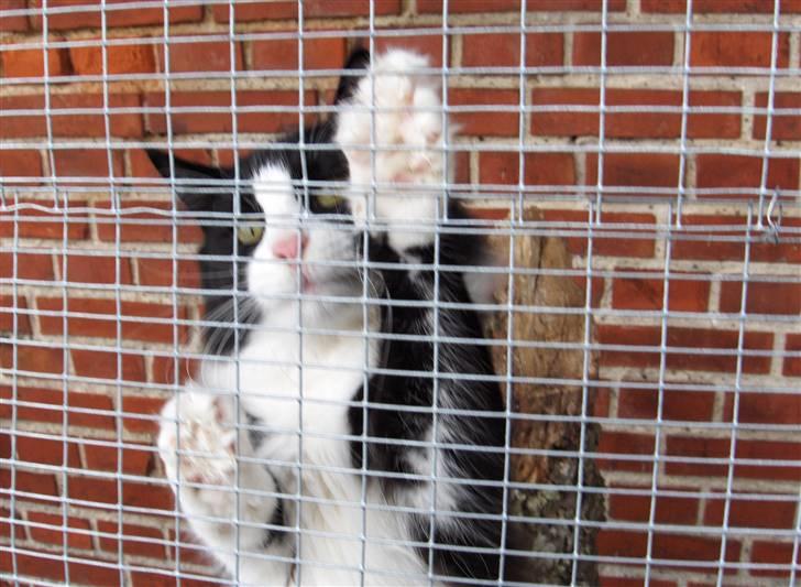 Norsk Skovkat Basil billede 11