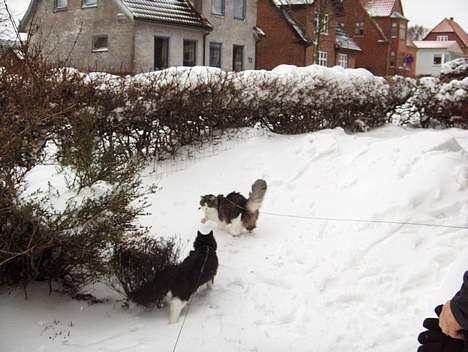 Norsk Skovkat Basil - En masse sne der kom i februar 2007 billede 12