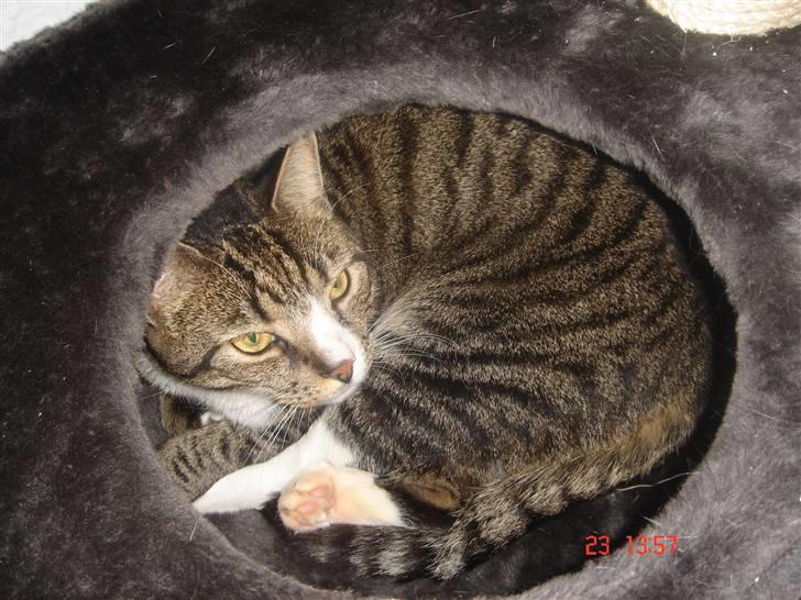 Huskat mulle billede 10