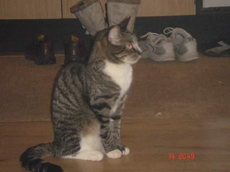 Huskat mulle billede 11