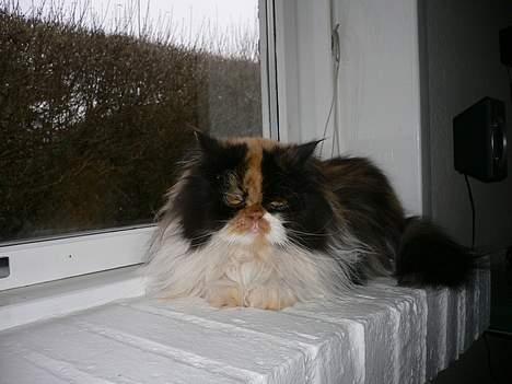 Perser Pjuske - dejligt billede 13