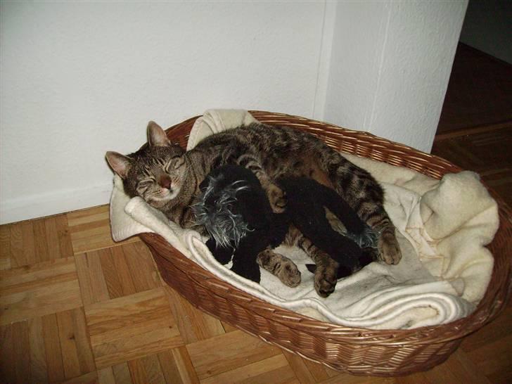 Huskat Walter - Ligger sammen med min bamse  billede 1