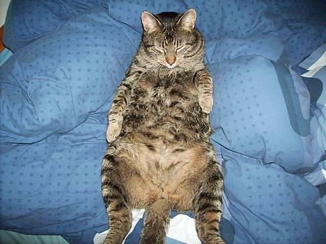 Huskat Walter - Ligger og daser - har fået alt for meget mad :-P billede 2