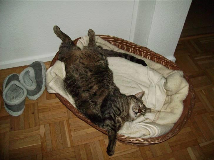 Huskat Walter - Jeg afprøver nye liggemåder i min kurv - denne er ganske god :-) billede 3