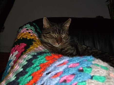 Huskat Walter - Ligger og varmer mors fødder  billede 4