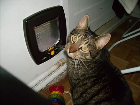 Huskat Walter - Hjælp mig lige, jeg kan ikke finde ud af at komme ud... billede 5