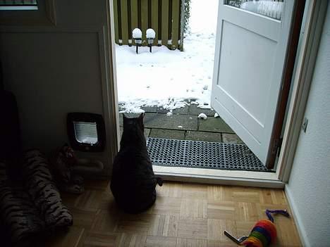 Huskat Walter - Sikke en dejlig udsigt  billede 6