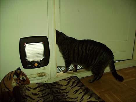 Huskat Walter - Uh uh er her nogen?  billede 7