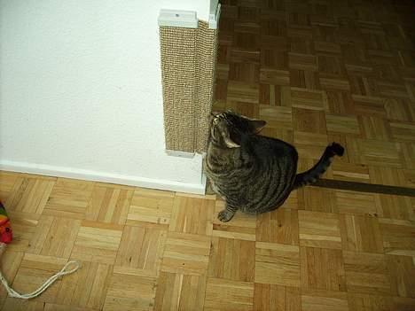 Huskat Walter - Hvad er det, må jeg kradse på det?  billede 8